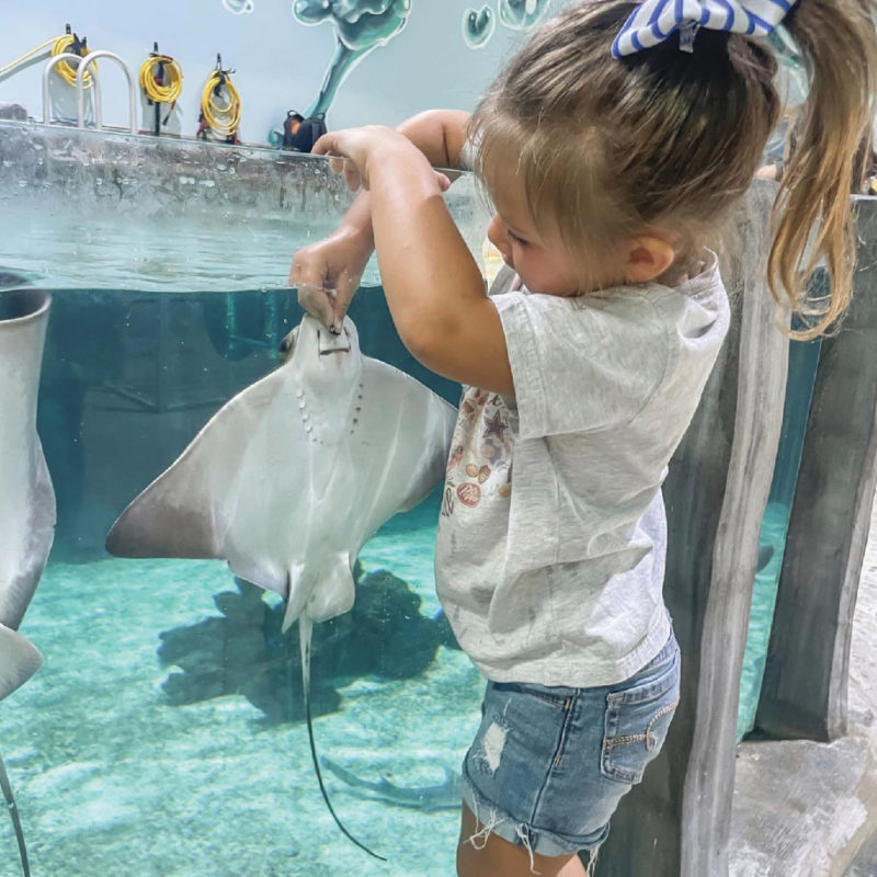Little Girl feeds a stingray at Houston Aquarium